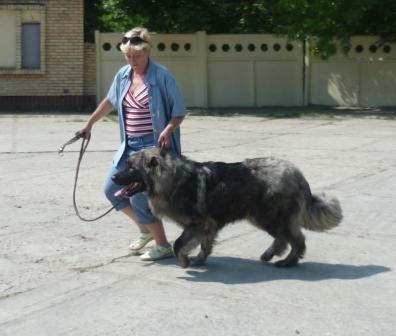 питомник кавказских овчарок в Москве